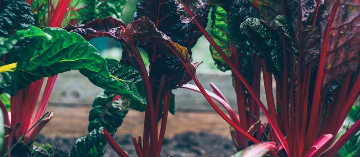 Cultivate Success: The Importance of Fertile Soil