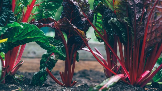 Cultivate Success: The Importance of Fertile Soil