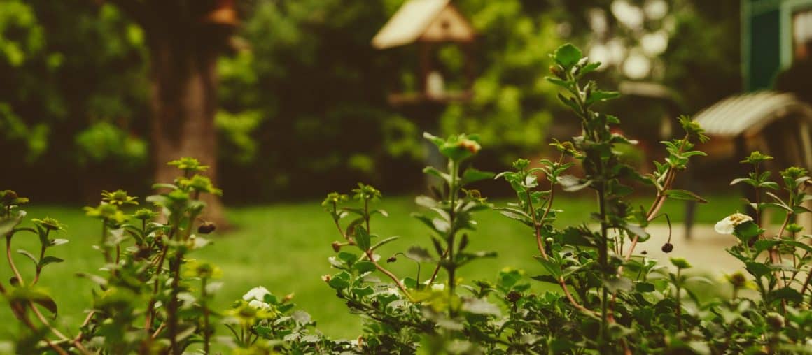 Reinvigorate Your Backyard: How To Landscape Your Backyard