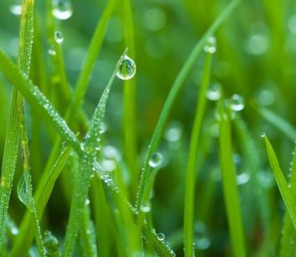 Watering Your Lawn: Everything You Need to Know