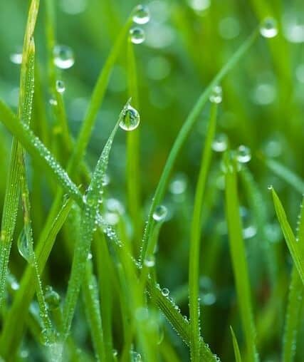 Watering Your Lawn: Everything You Need to Know